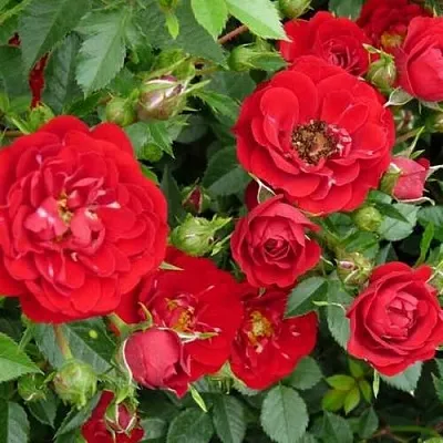 Саженцы роз РЕД КАСКАД почвопокровная  Саженцы роз РЕД КАСКАД почвопокровная в Ростове-на-Дону