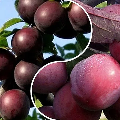 Комплект ИЗЮМИНКА САДА в Ростове-на-Дону