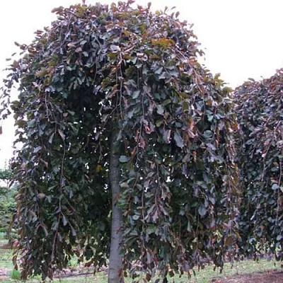 Бук  Бук в Ростове-на-Дону