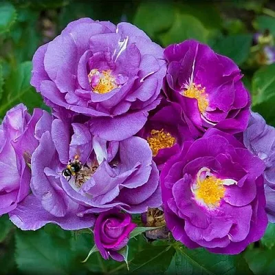 Саженцы роз РАПСОДИЯ ИН БЛЮ шраб  Саженцы роз РАПСОДИЯ ИН БЛЮ шраб в Ростове-на-Дону