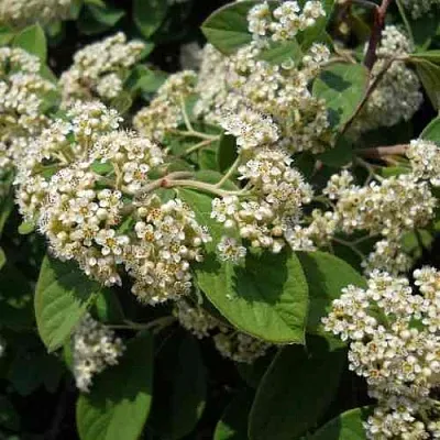 Кизильник пузырчатый  Кизильник пузырчатый в Ростове-на-Дону