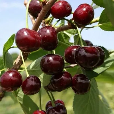 Вишня ГРИОТ БЕЛОРУССКИЙ  Вишня ГРИОТ БЕЛОРУССКИЙ в Ростове-на-Дону