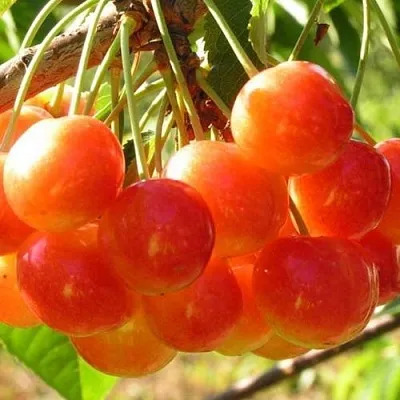 Черешня СОПЕРНИЦА  Черешня СОПЕРНИЦА в Ростове-на-Дону