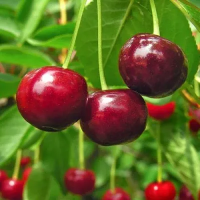 Вишня УЙФЕХЕРТОЙ ФЮРТОШ  Вишня УЙФЕХЕРТОЙ ФЮРТОШ в Ростове-на-Дону