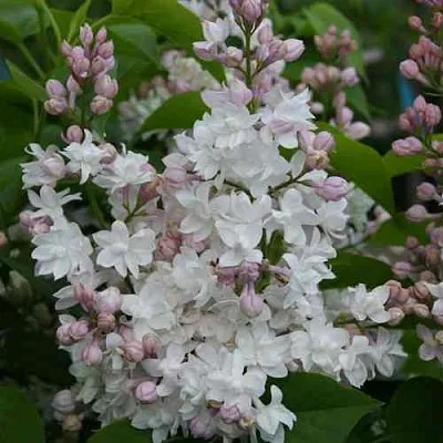 Сирень КРАСАВИЦА МОСКВЫ  Сирень КРАСАВИЦА МОСКВЫ в Ростове-на-Дону