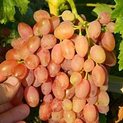 Виноград КИШМИШ ЛУЧИСТЫЙ  Виноград КИШМИШ ЛУЧИСТЫЙ в Ростове-на-Дону