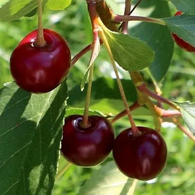 Дюк НАДЕЖДА  Дюк НАДЕЖДА в Ростове-на-Дону