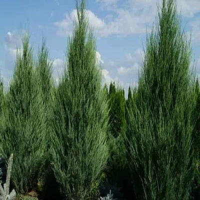 Можжевельник СКАЙРОКЕТ скальный  Можжевельник СКАЙРОКЕТ скальный в Ростове-на-Дону