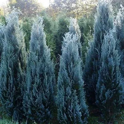 Кипарисовик ДАРТС БЛЮ РИББОН лавсона  Кипарисовик ДАРТС БЛЮ РИББОН лавсона в Ростове-на-Дону