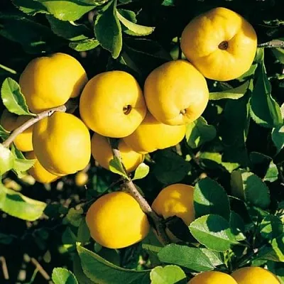 Айва ЦЕЗАРЬ  Айва ЦЕЗАРЬ в Ростове-на-Дону