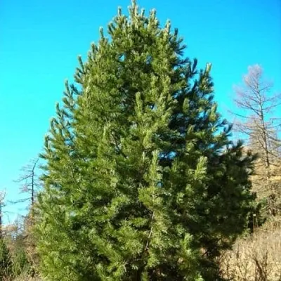Сосна кедровая сибирская  Сосна кедровая сибирская в Ростове-на-Дону