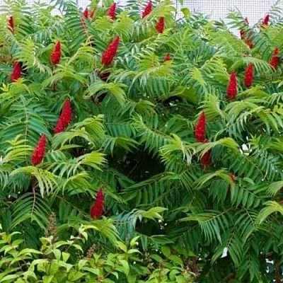 Сумах  Сумах в Ростове-на-Дону