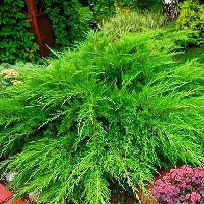 Можжевельник МИНТ ДЖУЛЕП средний  Можжевельник средний Mint Julep (МИНТ ДЖУЛЕП) в Ростове-на-Дону