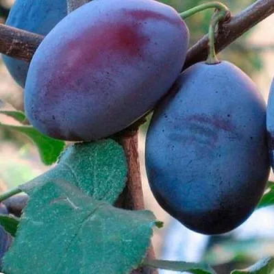 Слива СМОЛИНКА  Слива СМОЛИНКА в Ростове-на-Дону