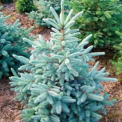 Ель КЕЙБАБ колючая в Ростове-на-Дону