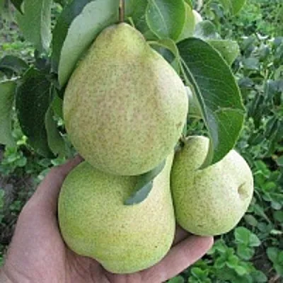 Груша КУДЕСНИЦА  Груша КУДЕСНИЦА в Ростове-на-Дону