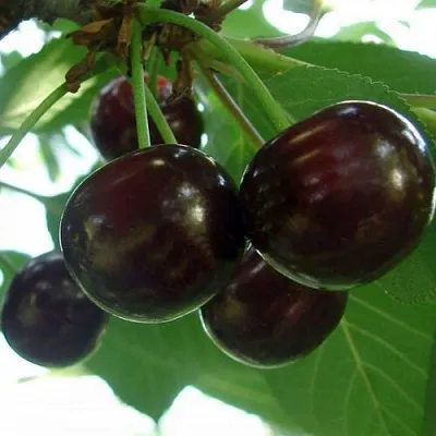 Дюк КСЕНИЯ (ЧЕРЕВИШНЯ)  Дюк КСЕНИЯ (ЧЕРЕВИШНЯ) в Ростове-на-Дону