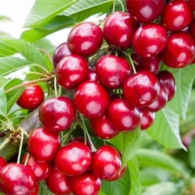 Вишня МАЛЮТКА колонновидная  Вишня МАЛЮТКА колонновидная в Ростове-на-Дону