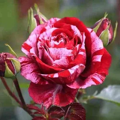 Саженцы роз ДИП ИМПРЕШН флорибунда  Саженцы роз ДИП ИМПРЕШН флорибунда в Ростове-на-Дону