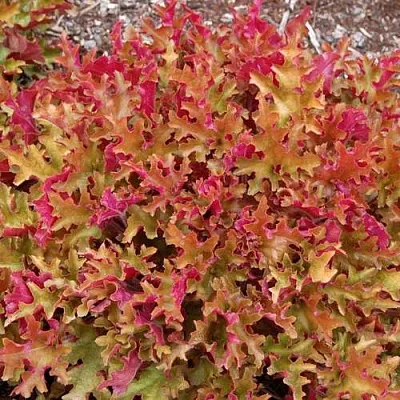 Гейхера МАРМЕЛАД  Гейхера МАРМЕЛАД в Ростове-на-Дону