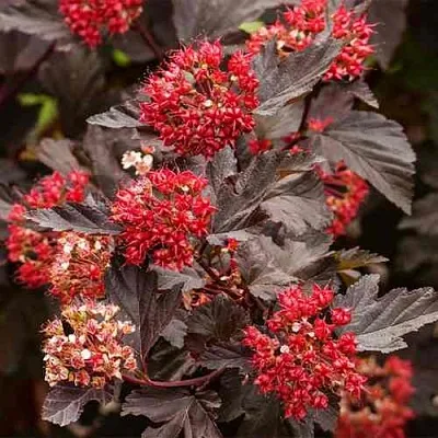 Пузыреплодник РЕД БАРОН  Пузыреплодник РЕД БАРОН в Ростове-на-Дону