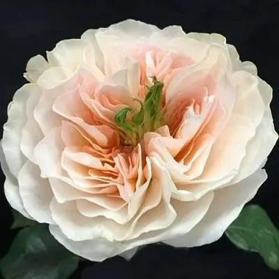 Саженцы роз ЧАРИТИ английская  Саженцы роз ЧАРИТИ английская в Ростове-на-Дону