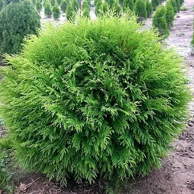 Туя ЛИТЛ ЧЕМПИОН западная  Туя ЛИТЛ ЧЕМПИОН западная в Ростове-на-Дону