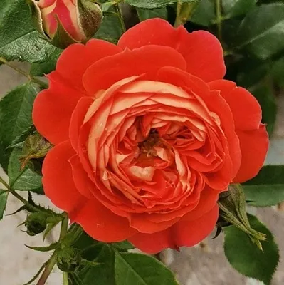 Саженцы роз СТАРЛЕТ РОУЗ КАРМЕН плетистая  Саженцы роз СТАРЛЕТ РОУЗ КАРМЕН плетистая в Ростове-на-Дону