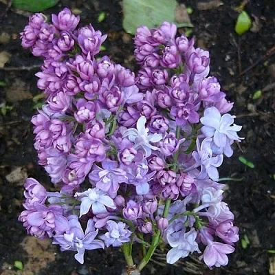 Сирень НАДЕЖДА  Сирень НАДЕЖДА в Ростове-на-Дону