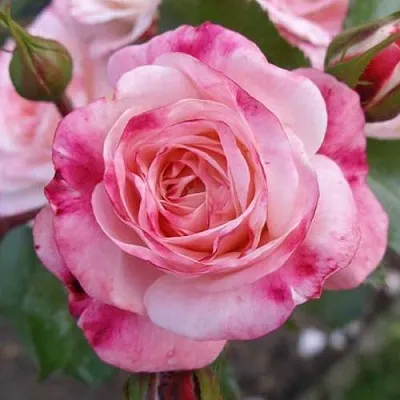 Саженцы роз РОЗЕНШТАДТ ФРАЙЗИНГ шраб  Саженцы роз РОЗЕНШТАДТ ФРАЙЗИНГ шраб в Ростове-на-Дону