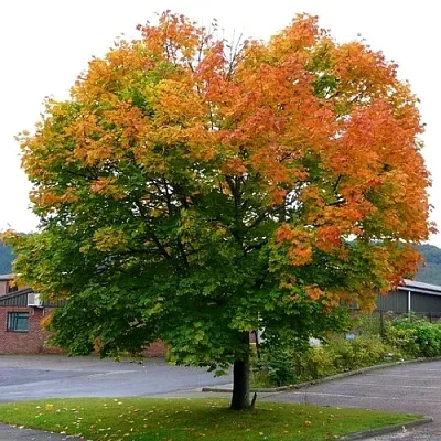 Клен остролистный  Клен остролистный в Ростове-на-Дону