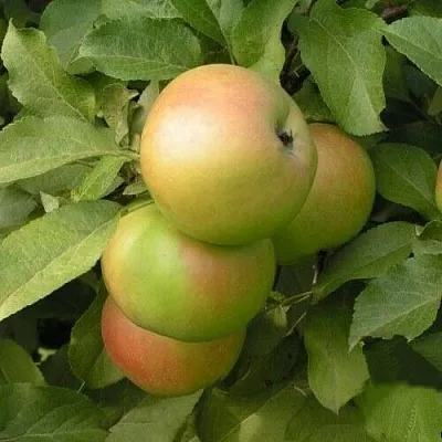 Яблоня ВЕРБНОЕ  Яблоня ВЕРБНОЕ в Ростове-на-Дону