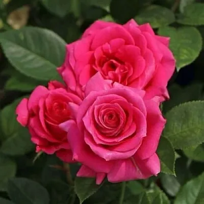 Саженцы роз ЛАВ ЛЕТТЕР флорибунда  Саженцы роз ЛАВ ЛЕТТЕР флорибунда в Ростове-на-Дону