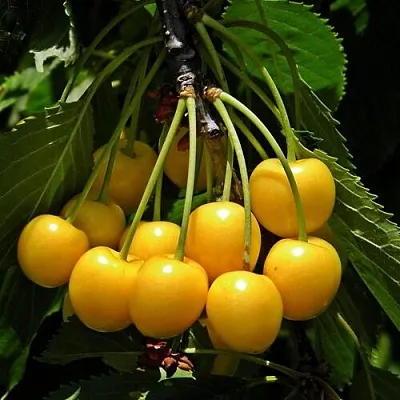 Черешня ДРОГАНА Черешня ДРОГАНА