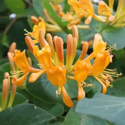 Жимолость ТЕЛЬМАНА в Ростове-на-Дону