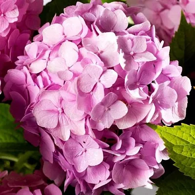 Гортензия БУКЕТ РОУЗ крупнолистная  Гортензия БУКЕТ РОУЗ крупнолистная в Ростове-на-Дону