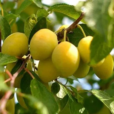 Слива ОЧАКОВСКАЯ ЖЕЛТАЯ  Слива ОЧАКОВСКАЯ ЖЕЛТАЯ в Ростове-на-Дону