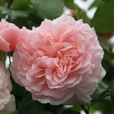 Саженцы роз РОЗ ДЕ ТОЛБИАК плетистая  Саженцы роз РОЗ ДЕ ТОЛБИАК плетистая в Ростове-на-Дону