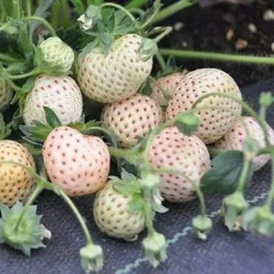 Клубника АНАНАСА ремонтантная в Ростове-на-Дону