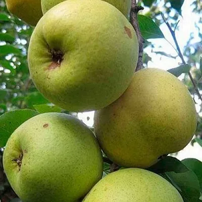 Груша РОГНЕДА  Груша РОГНЕДА в Ростове-на-Дону