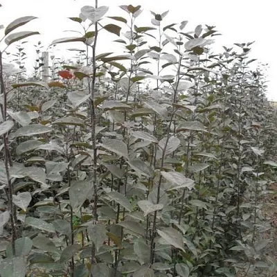 Подвой яблони 54-118  Подвой яблони 54-118 в Ростове-на-Дону