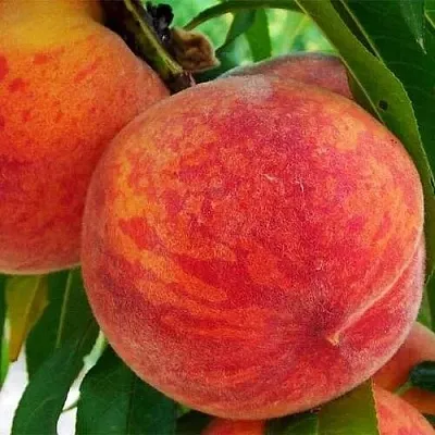 Персик ЗОЛОТОЙ ЮБИЛЕЙ  Персик ЗОЛОТОЙ ЮБИЛЕЙ в Ростове-на-Дону