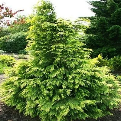 Кипарисовик САНКИСТ лавсона  Кипарисовик САНКИСТ лавсона в Ростове-на-Дону