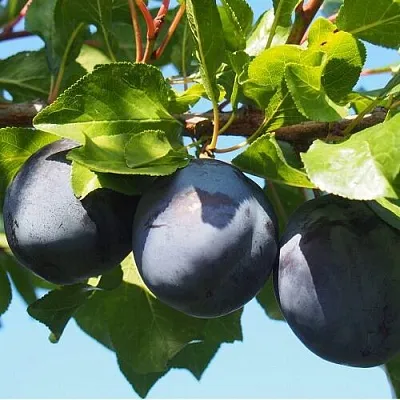 Слива ВОЛАТ  Слива ВОЛАТ в Ростове-на-Дону