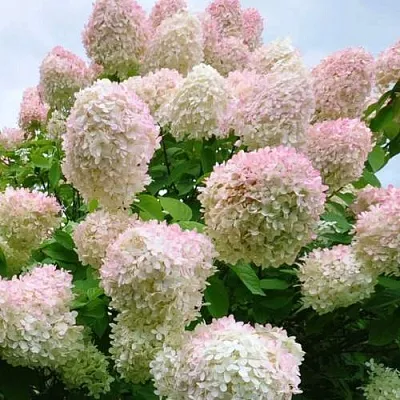 Гортензия ГРАНДИФЛОРА метельчатая  Гортензия ГРАНДИФЛОРА метельчатая в Ростове-на-Дону