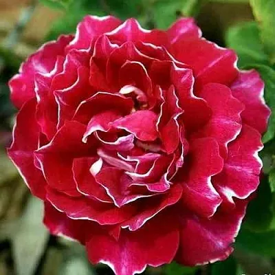 Саженцы роз БАРОН ЖИРО ДЕ ЛЕН ремонтантная в Ростове-на-Дону