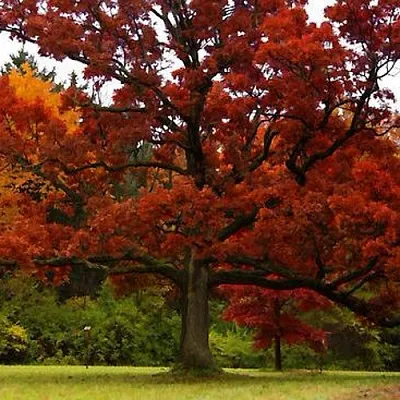 Дуб  Дуб в Ростове-на-Дону