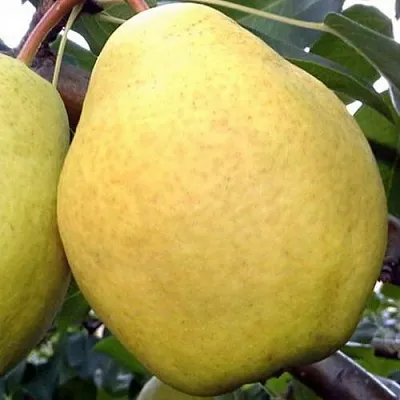 Груша ОСЕННИЙ ВЕЛИКАН  Груша ОСЕННИЙ ВЕЛИКАН в Ростове-на-Дону