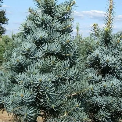 Пихта КОНКОЛОР  Пихта КОНКОЛОР в Ростове-на-Дону