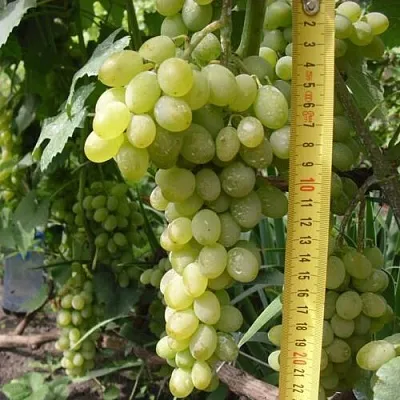 Виноград АНАНАСНЫЙ РАННИЙ  Виноград АНАНАСНЫЙ РАННИЙ в Ростове-на-Дону